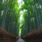 Arashiyama Bamboo Grove-1