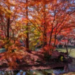 Shinjuku Gyoen National Garden-3